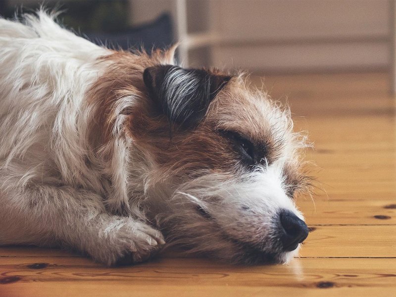 Expert Tricks and Considerations For Cleaning Your Hardwood Floors This Spring