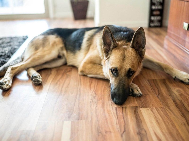 New Vinyl Flooring Gives You the Opportunity to Have Luxurious Floors Without the Cost of Tile or Hardwoods
